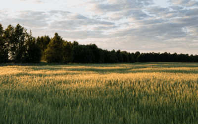 Field of Dreams